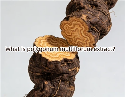 Beth yw dyfyniad polygonum multiflorum?